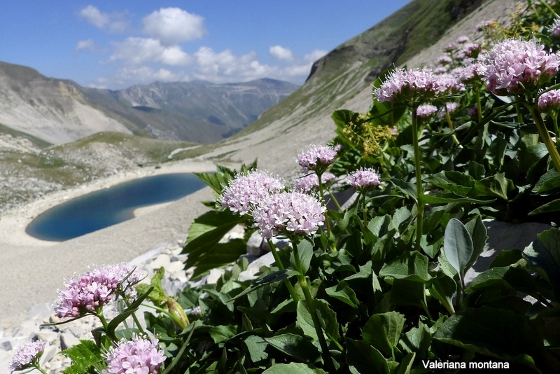 Orchidee e fiori del Monte Vettore e del Lago di Pilato � 26 giugno 2025.